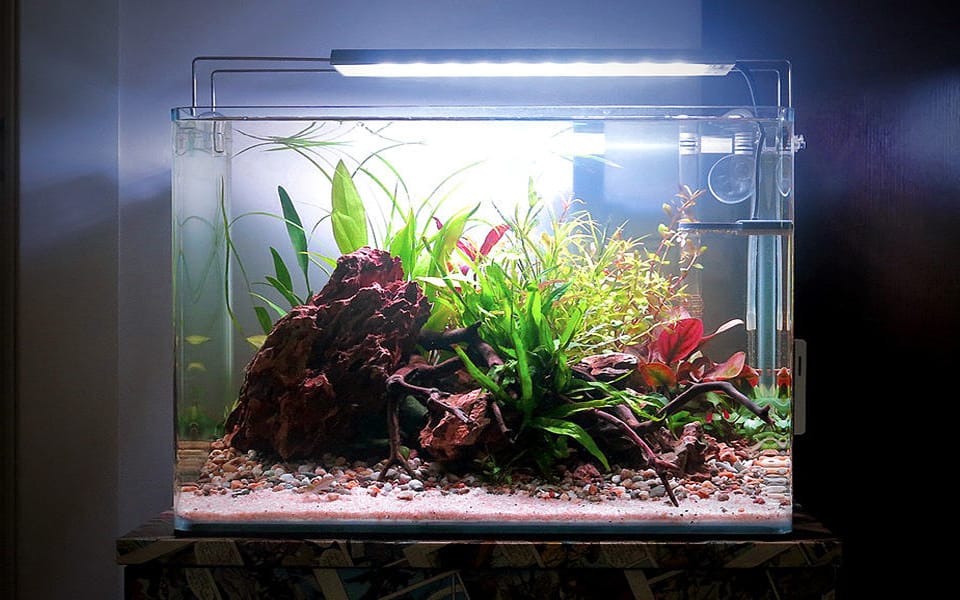 Acquario da 30 litri aquascape