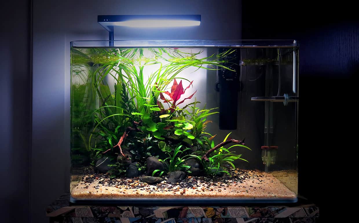 Aquascape jungle