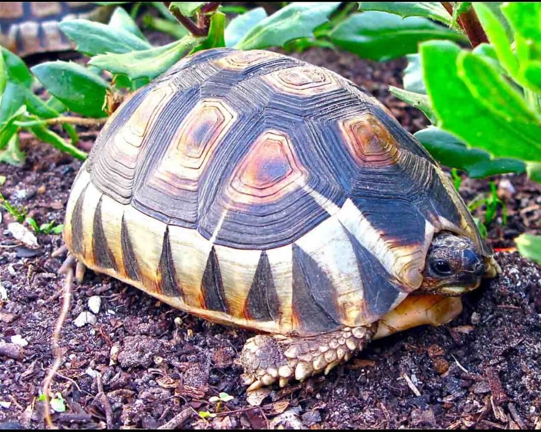 Chersina Angulata