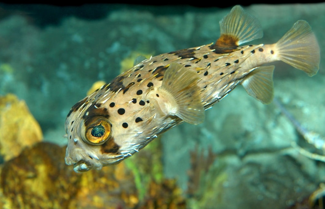 Diodon Holocanthus