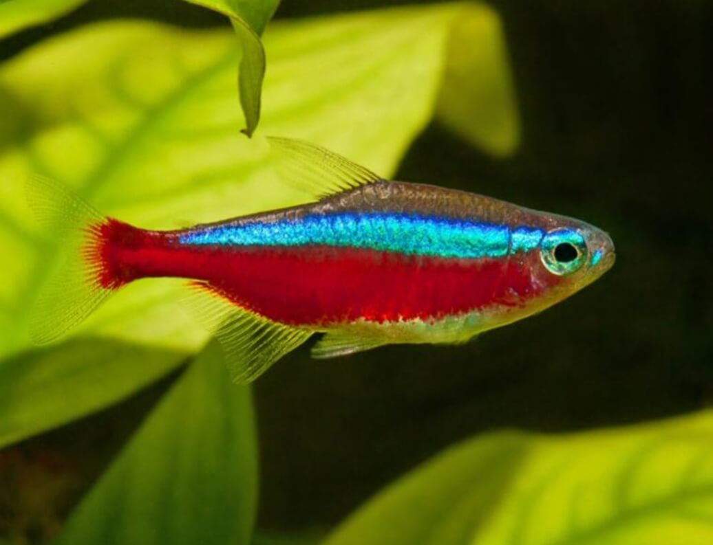 pesce cardinale