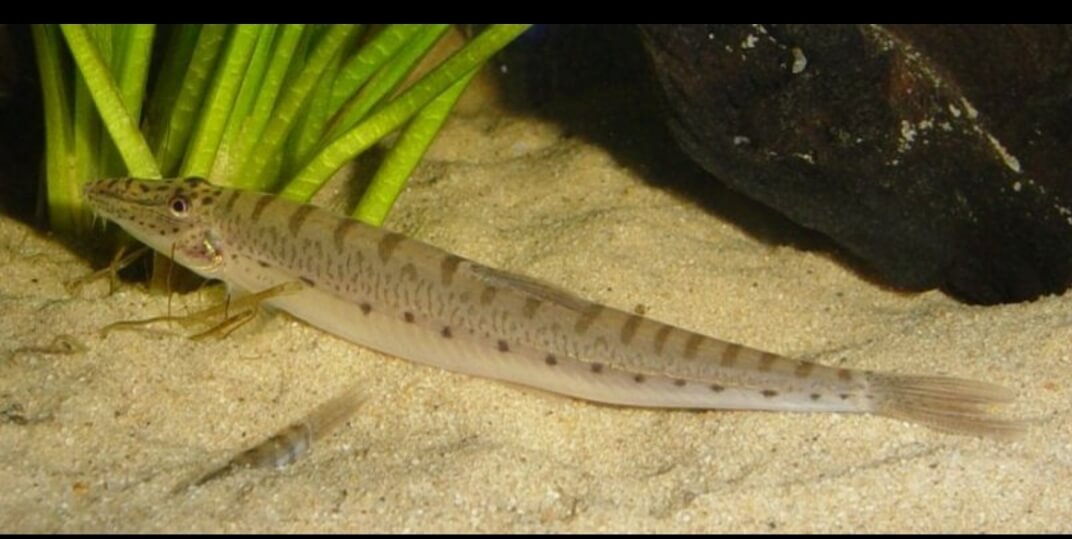 pesce cavallo