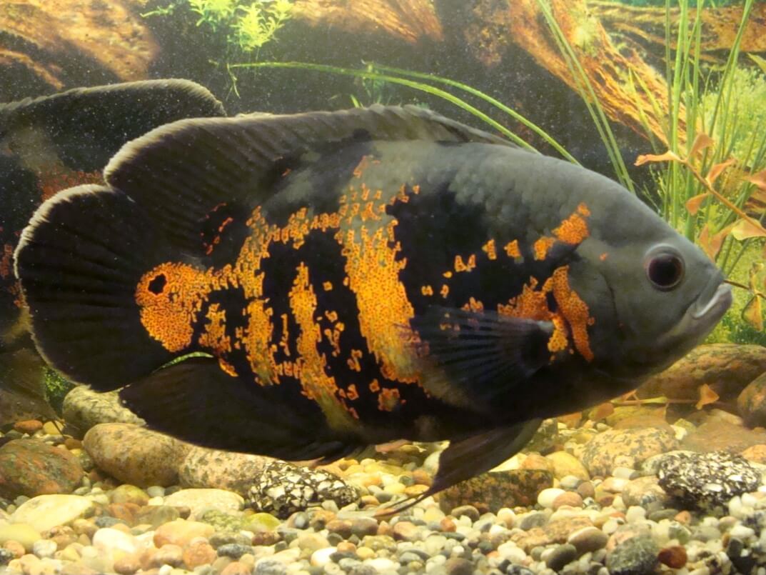 pesce oscar