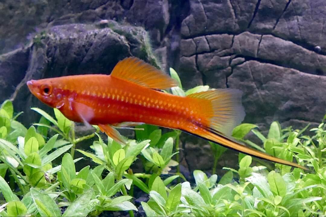 pesce portaspada