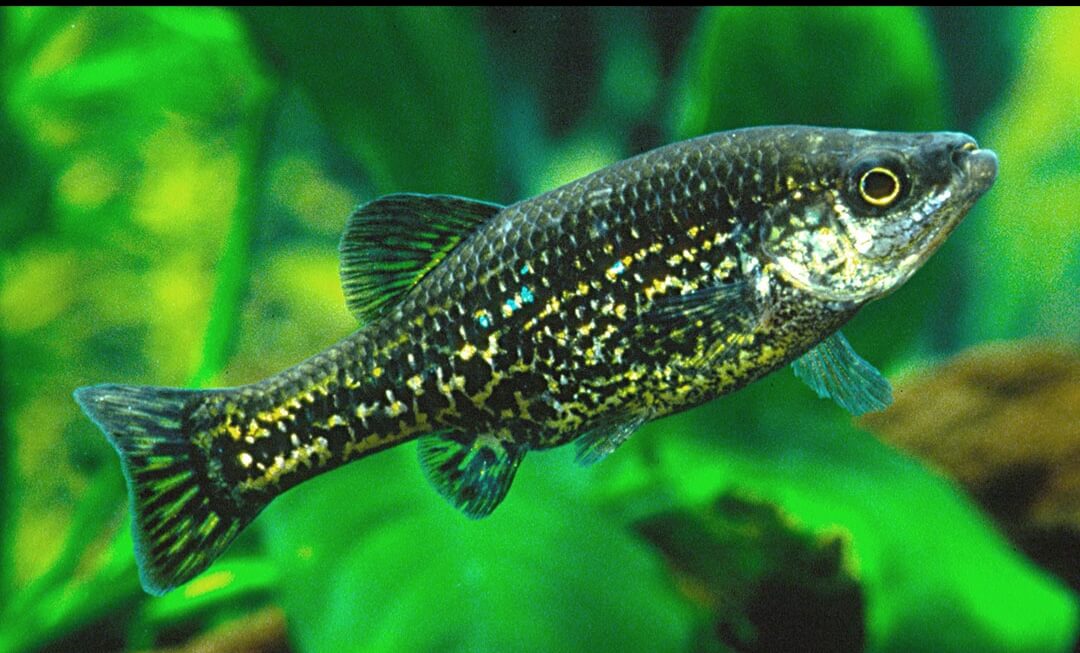 ameca splendens