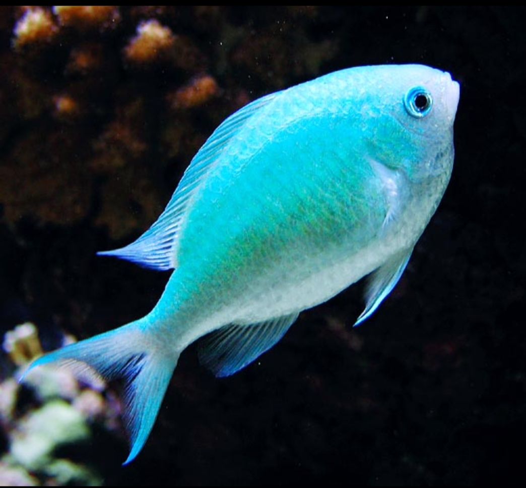 chromis viridisq