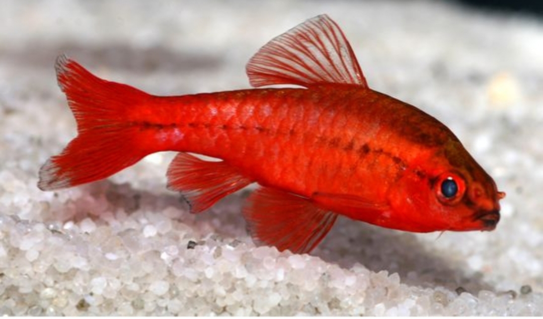 Puntius Titteya