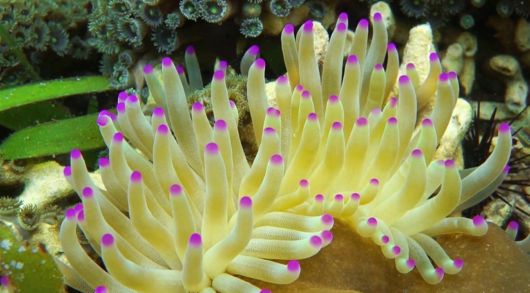 Condylactis Gigantea