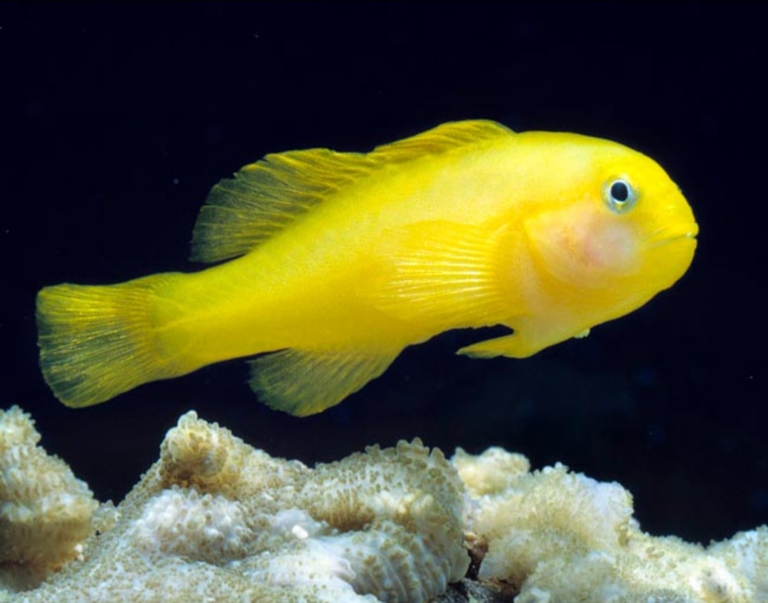Gobiodon okinawae