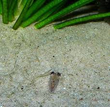 pesce sotto la sabbia nascondisglio