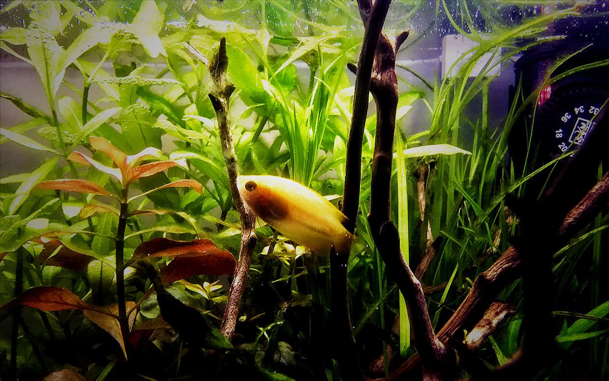 Pesci tropicali piccoli