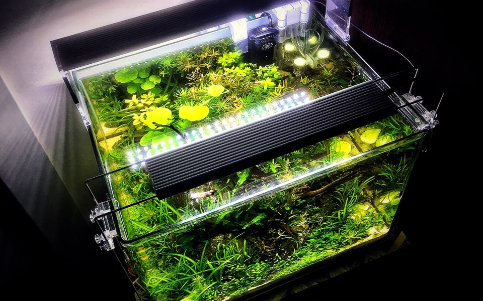 Dennerle Scaper's Tank