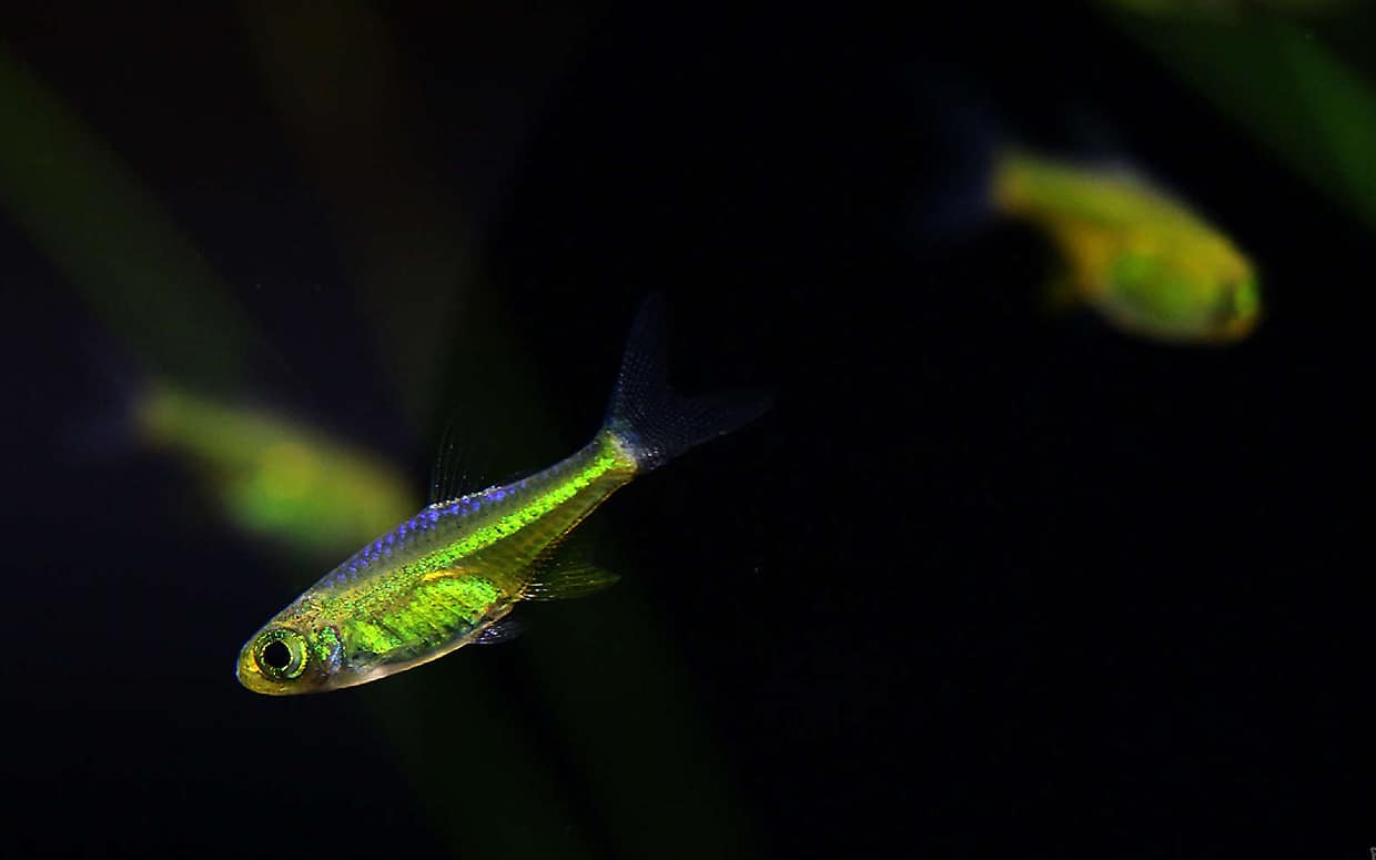 Pesci tropicali piccoli per aquascape