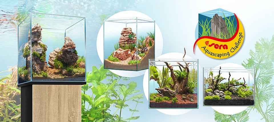 Sera aquascaping Challenge