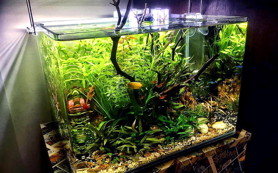 Acquario da 35 litri