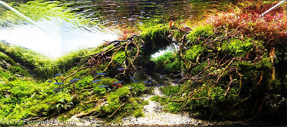 Aquascape contest