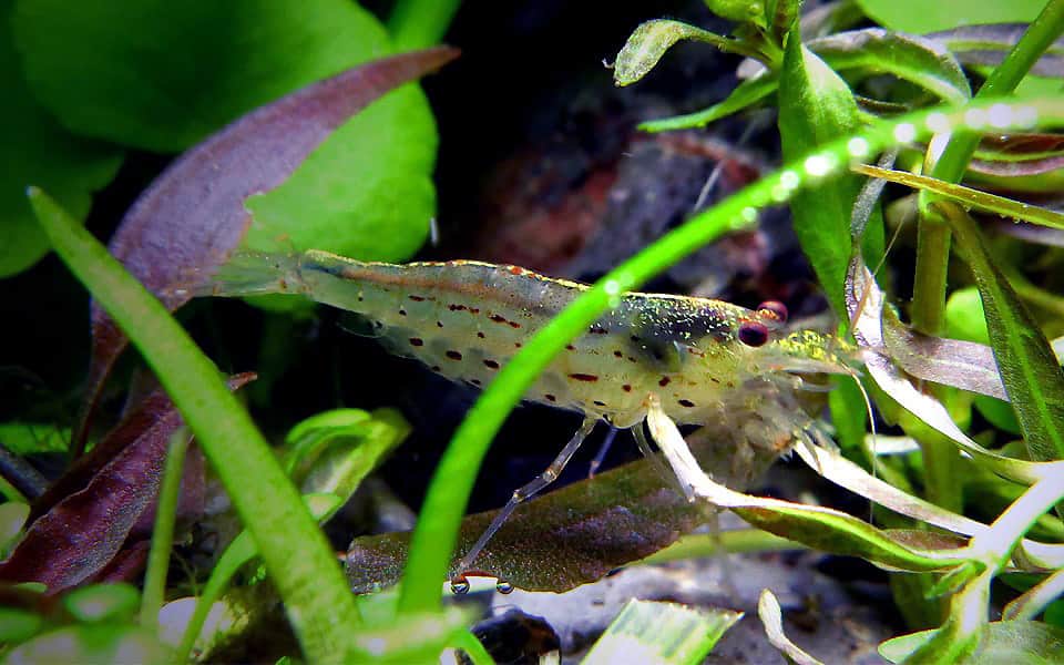 Caridina amano