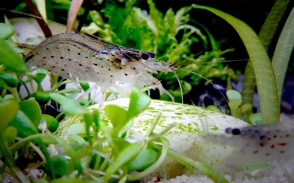 Caridina Amano (Caridina multidentata)