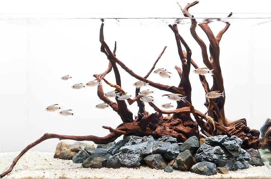 Legni per acquario