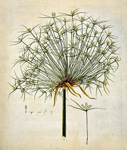Papiro egiziano