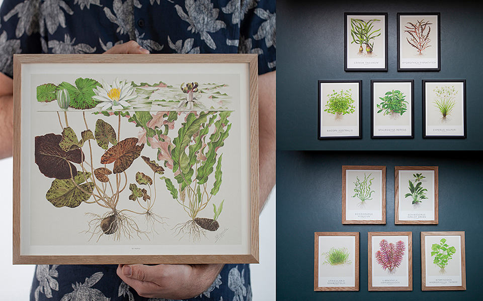 Piante per acquario tropicale in cornice Piante per acquario tropicale in cornice