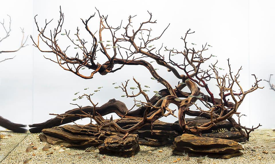 Sculture viventi