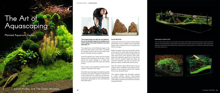 The Art of Aquascaping