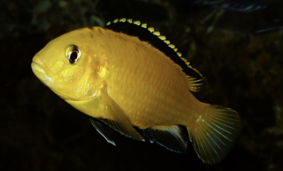 ciclidi Malawi labidochromis caeruleus