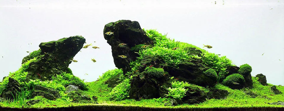 Acquario Iwagumi