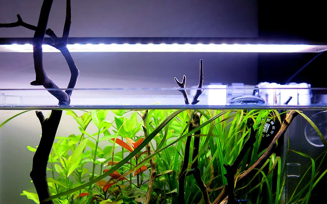 Acquario aperto