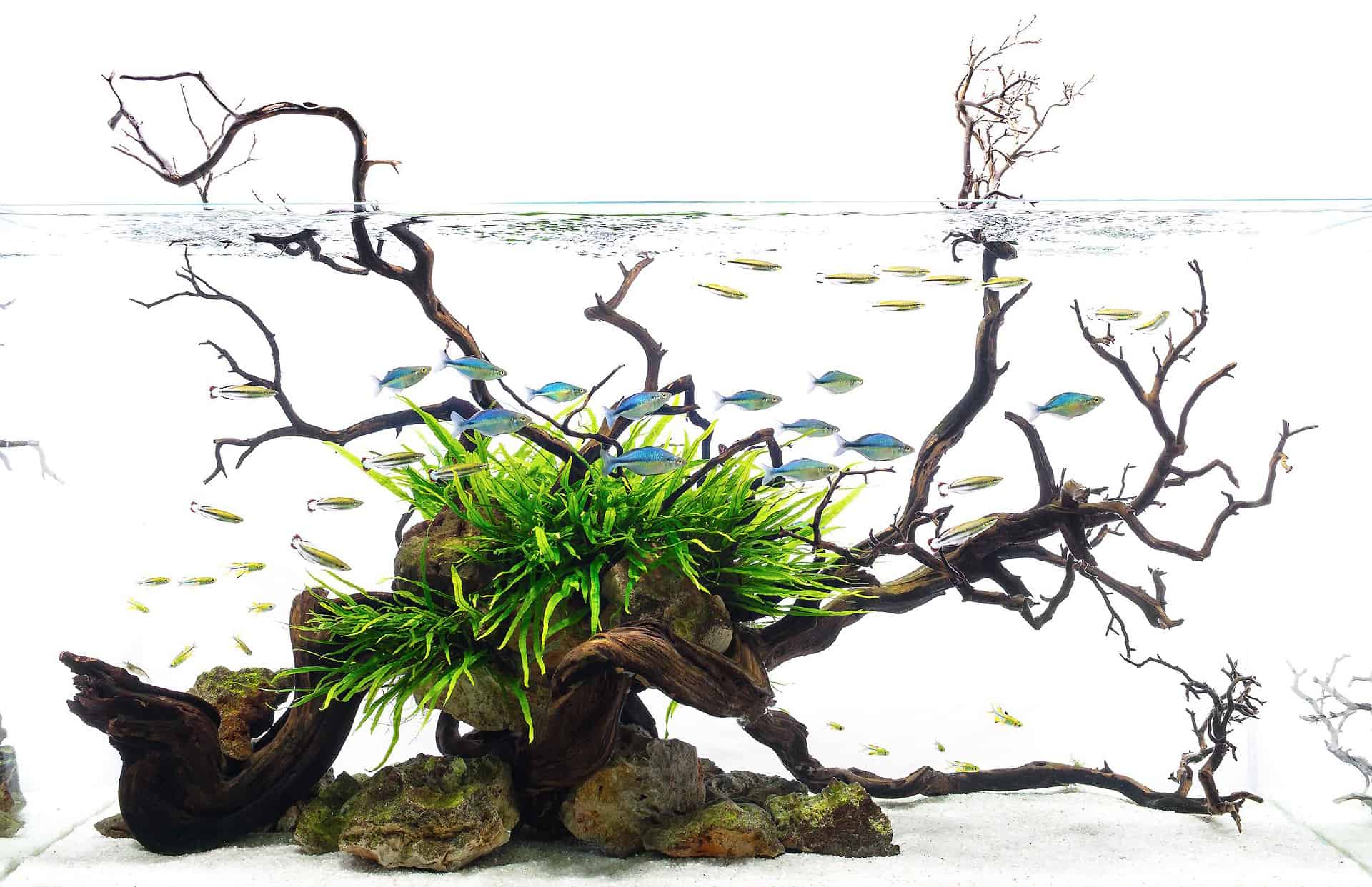 Acquario in casa