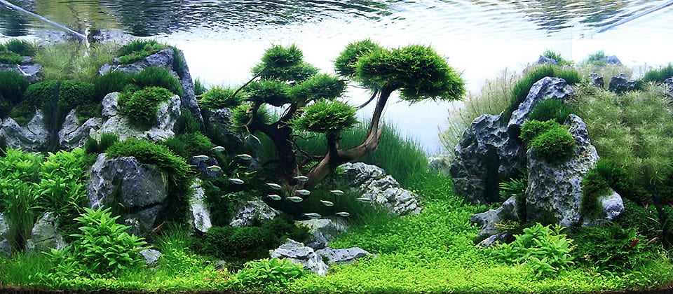 Acquario tropicale con piante di design