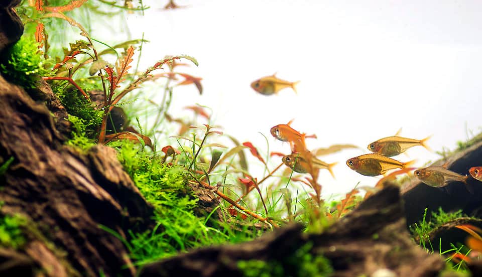 Aquascape Italia