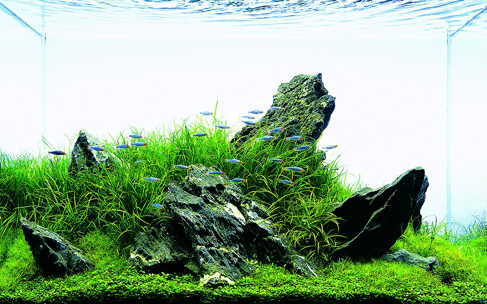 Come allestire un acquario giapponese