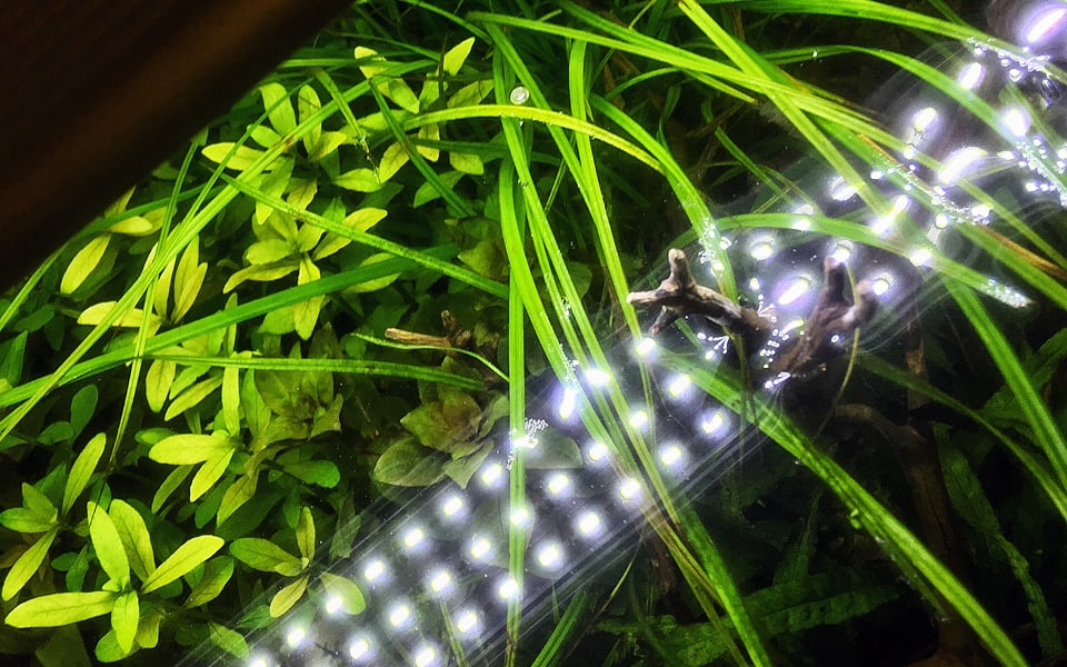 Hygrophila: una pianta per tutti