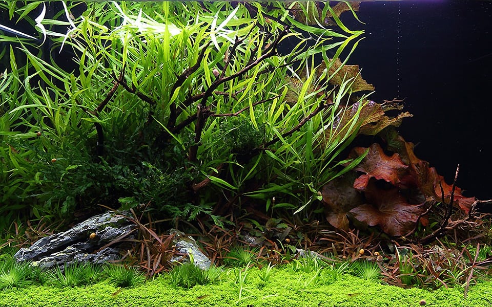 Hygrophila