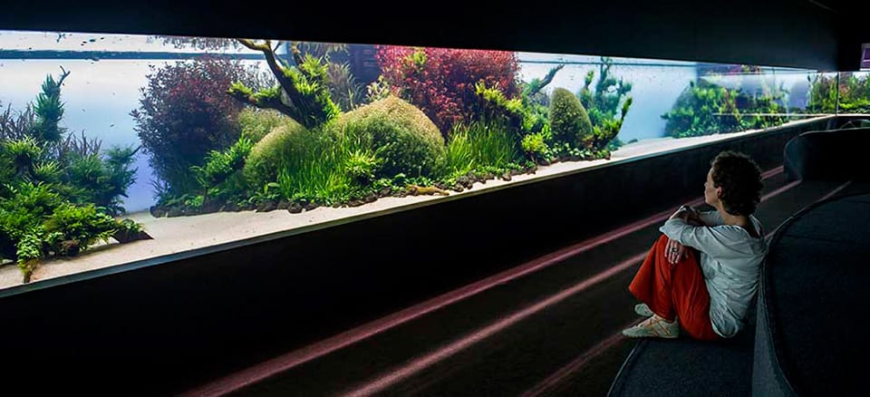 Oceanario di Lisbona: foresta sommersa