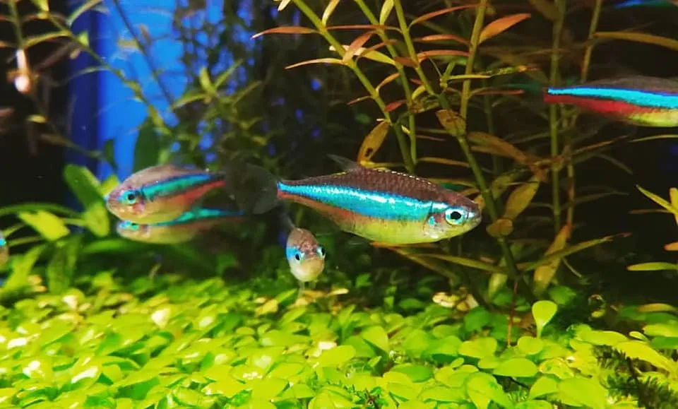 Paracheirodon simulans