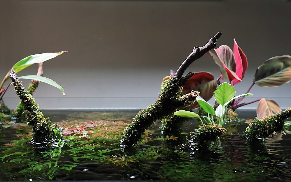 Acquario aperto