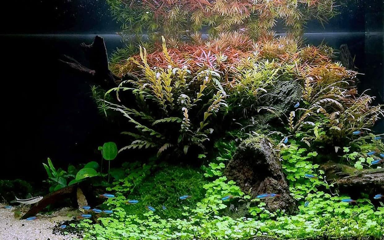 Hydrocotyle tripartita