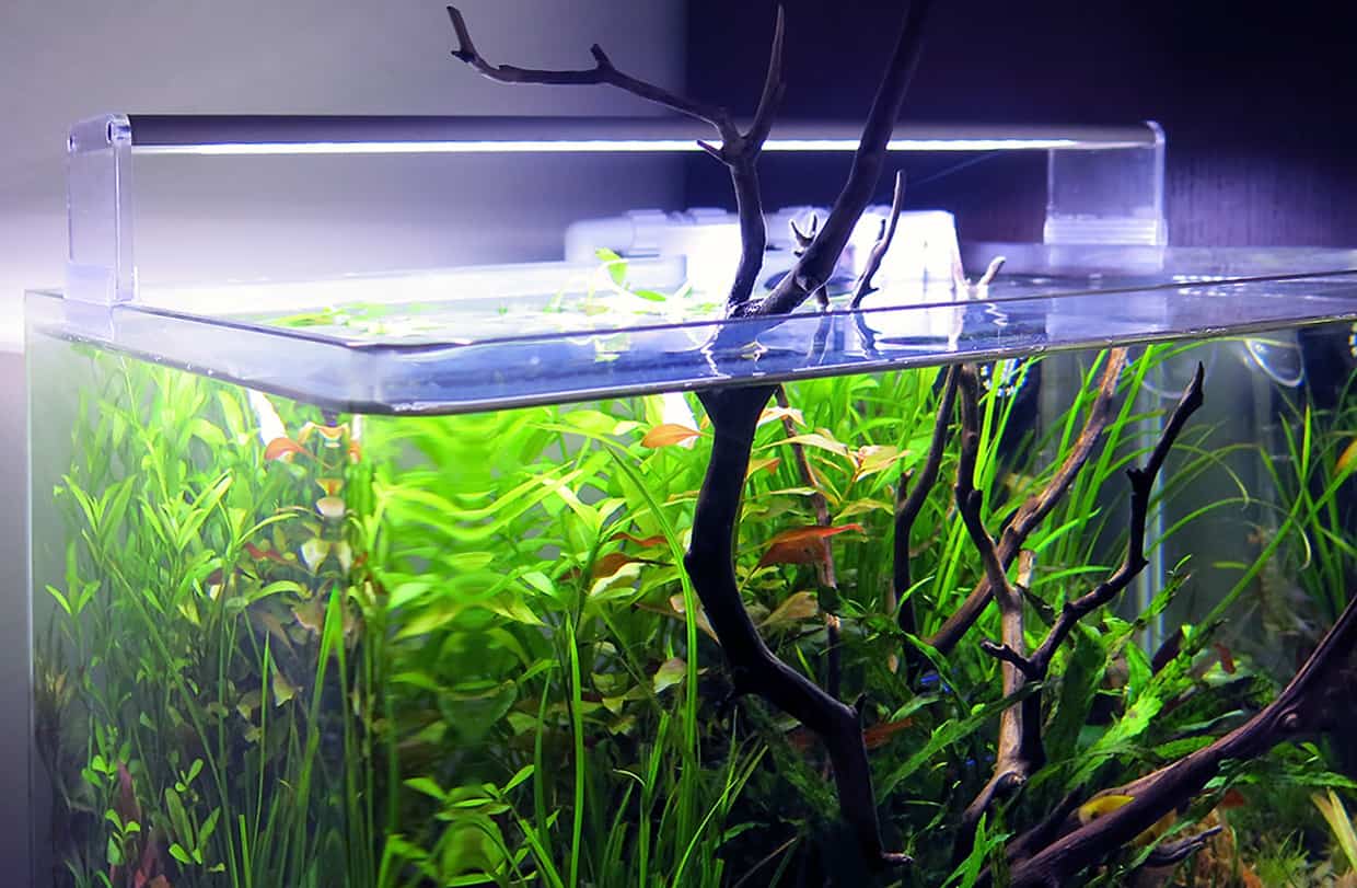 Acquario naturale