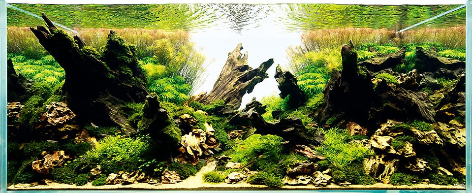 Acquario nuovo