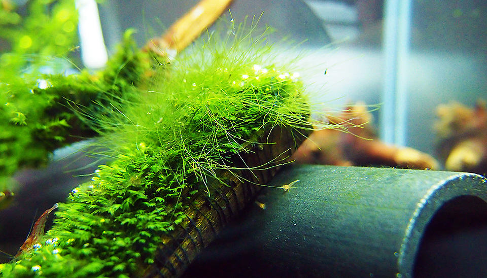 Alghe in acquario