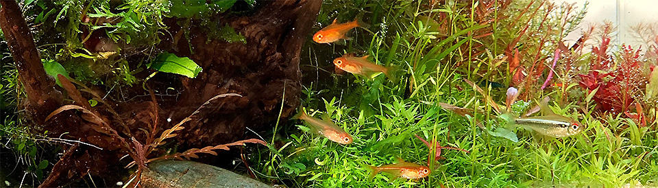 Alghe in acquario