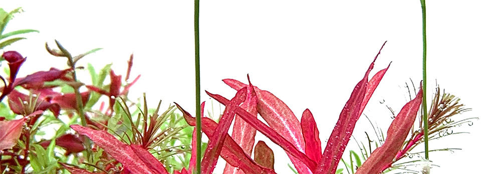Buce Plant