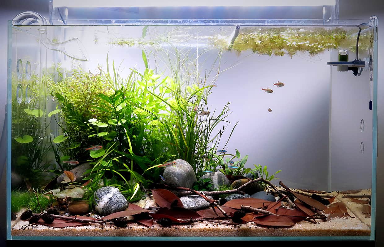 Manutenzione acquario