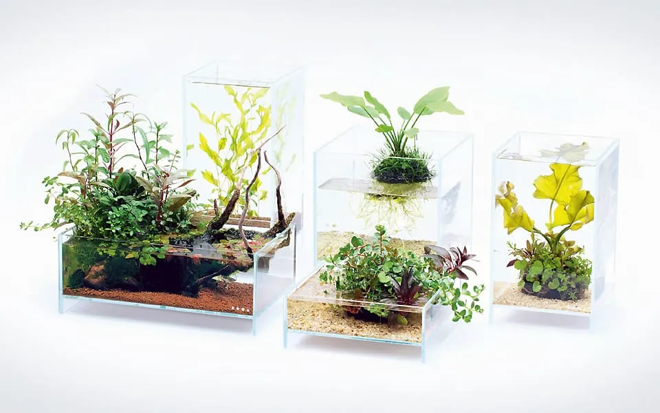Piante acquatiche in vaso