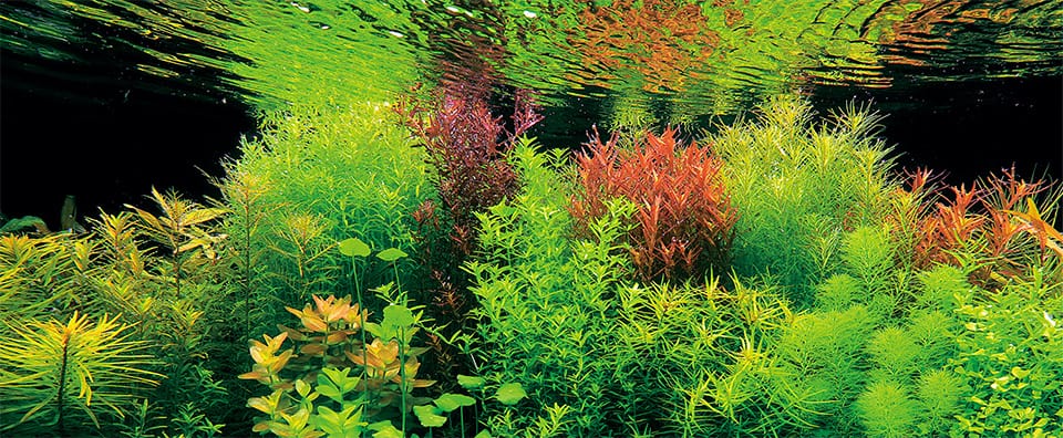 Piante acquatiche in vaso