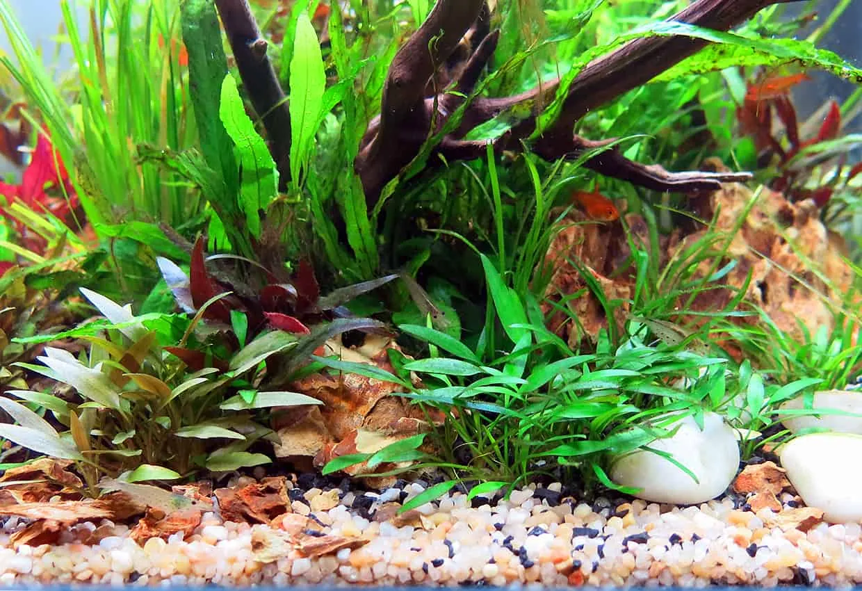 Pratino per acquario