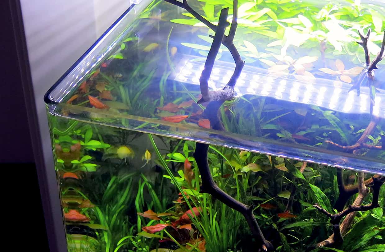 Aquario piantumato Aquario piantumato